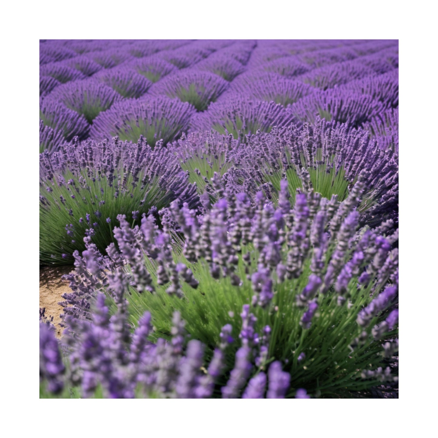 Pósteres mate de campo de lavanda, arte mural natural, decoración floral para el hogar, regalo para amantes de las plantas, impresiones de serenidad, decoración con lavanda